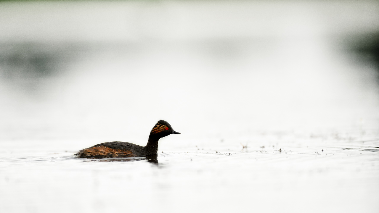 Photo of a black-necked grebe taken from a floating blind in the Dombes.