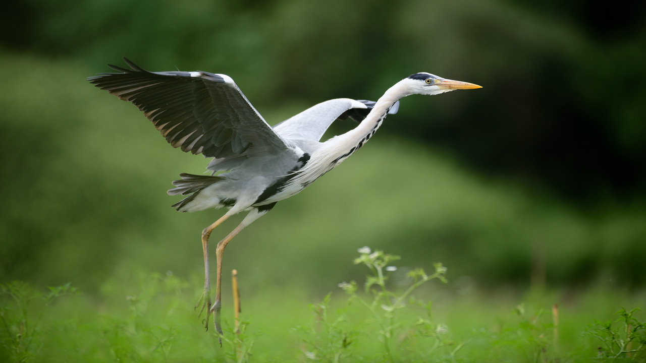 Photo of a grey heron taken from a floating blind in the Dombes.
