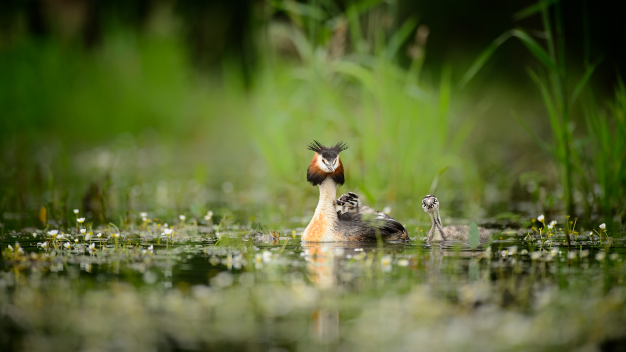 Photo of a great crested grebe taken from a floating blind in the Dombes.