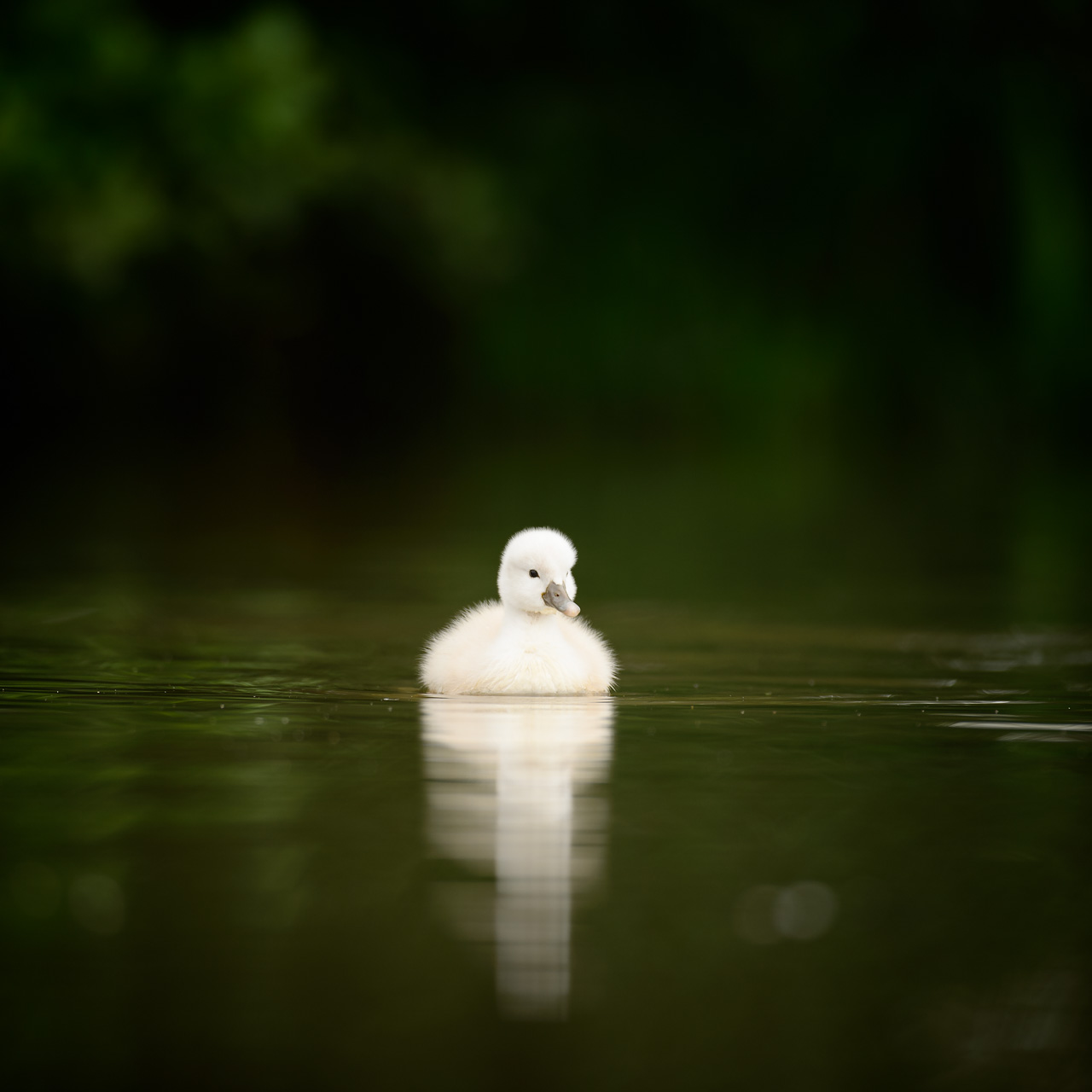 Photo of a juvenile mute swan taken from a floating blind in the Dombes.