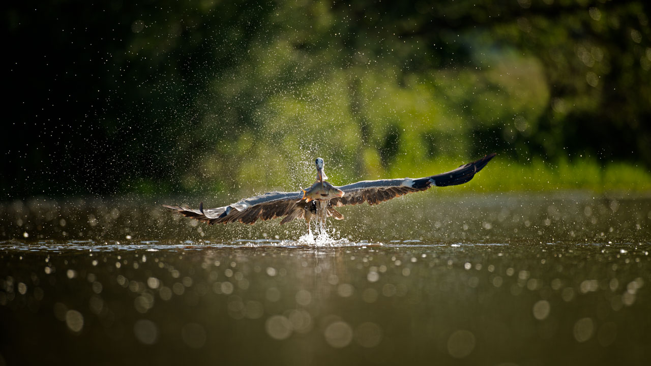 Photo of a grey heron fishing a carp. Photo taken from a floating blind in the Dombes.