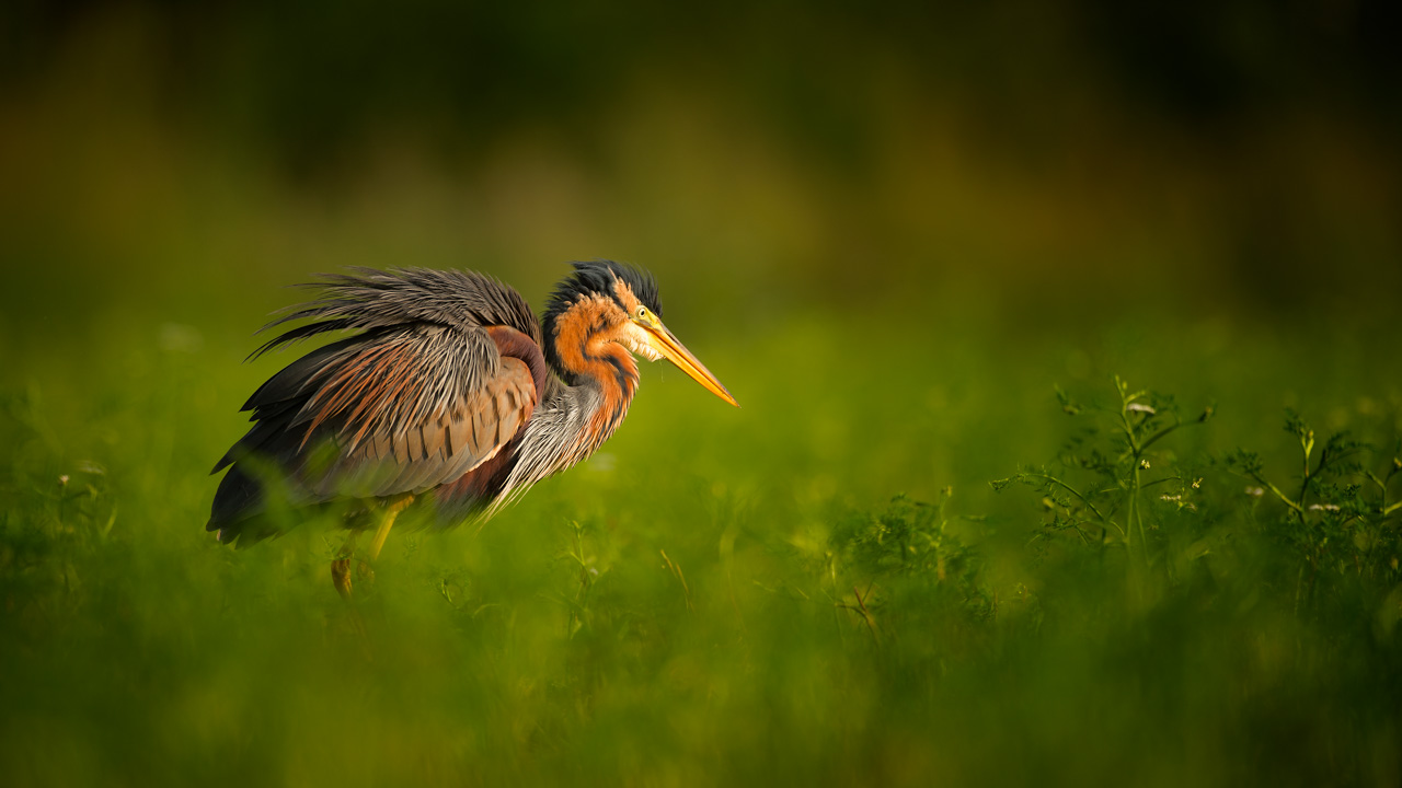 Photo of a purple heron taken from a floating blind in the Dombes.