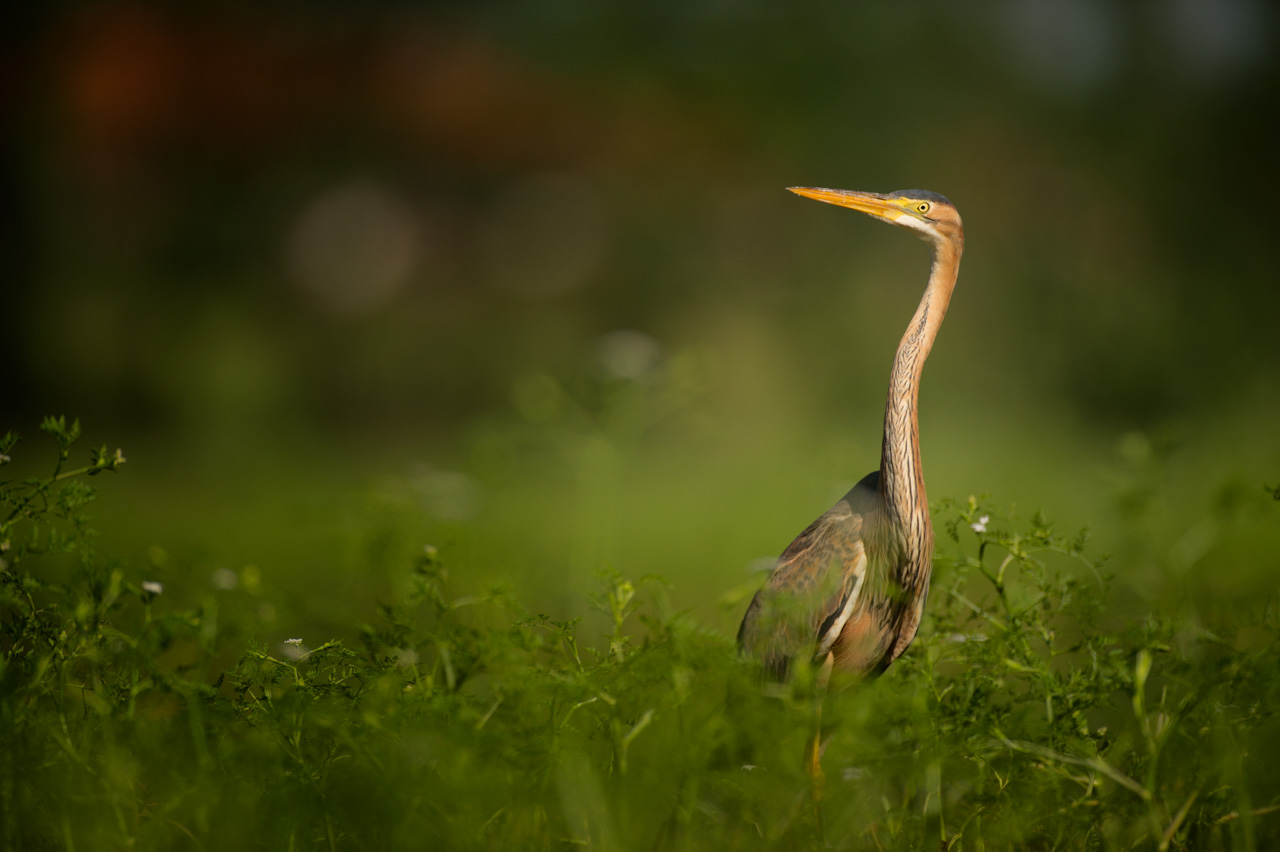 Photo of a purple heron taken from a floating blind in the Dombes.