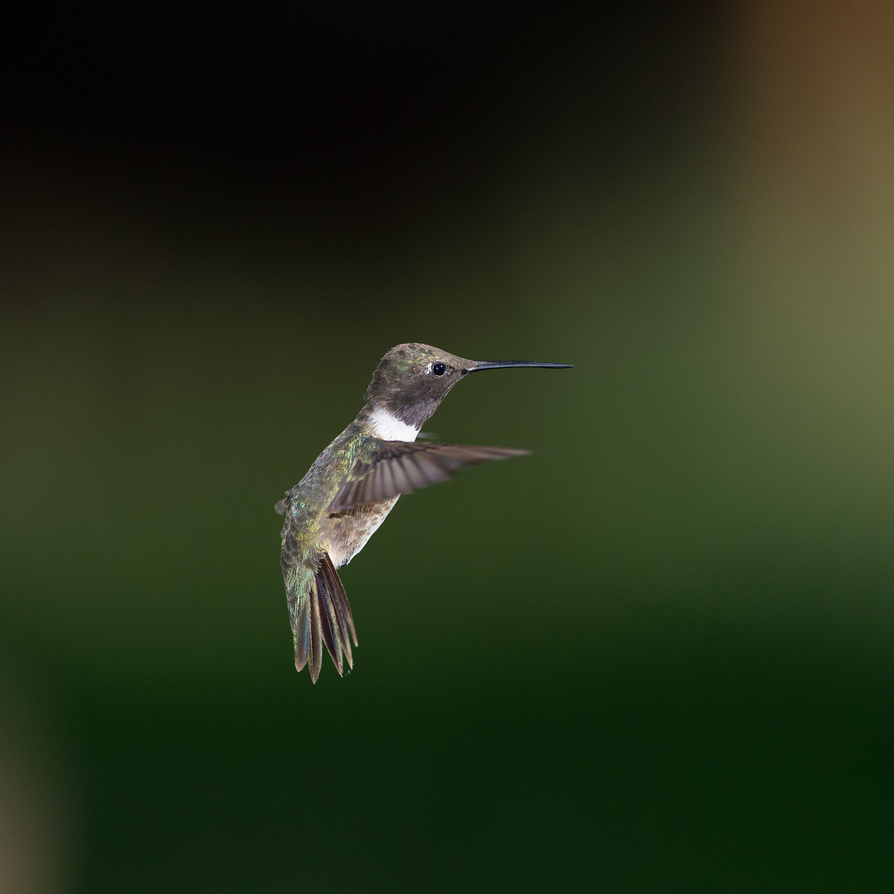 Black-chinned hummingbird flying in Arizona, USA.