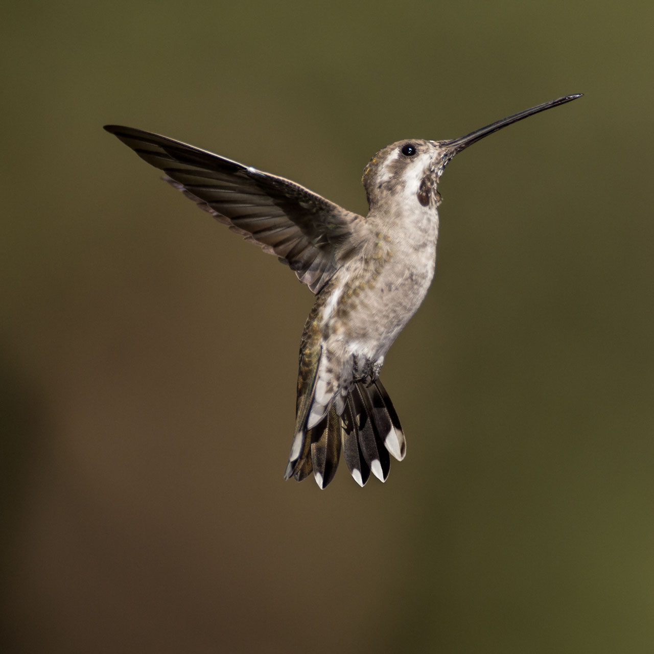 Black-chinned hummingbird flying in Arizona, USA.