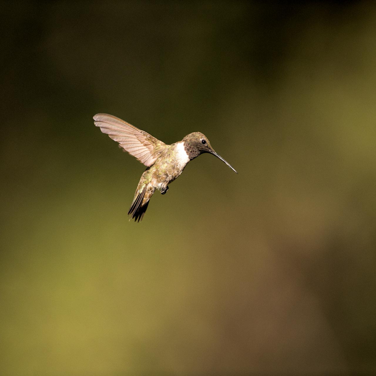 Black-chinned hummingbird flying in Arizona, USA.