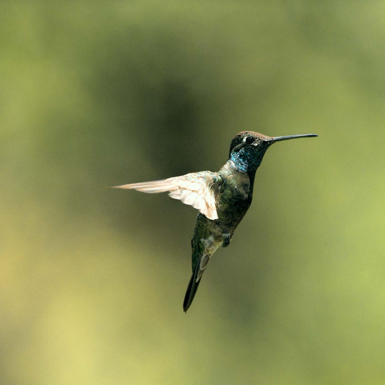 Broad-billed hummingbird flying in Arizona, USA.