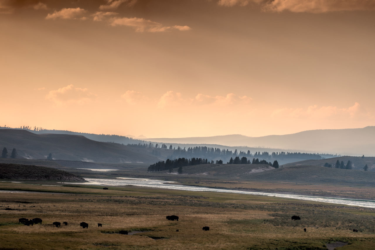 Hayden Valley avec des bisons au crépuscule.