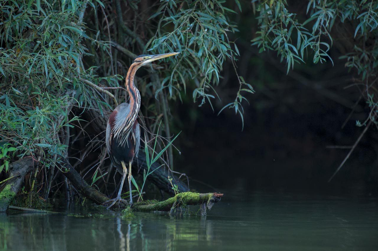 Photo d'un héron pourpré dans le Delta du Danube en Roumanie.