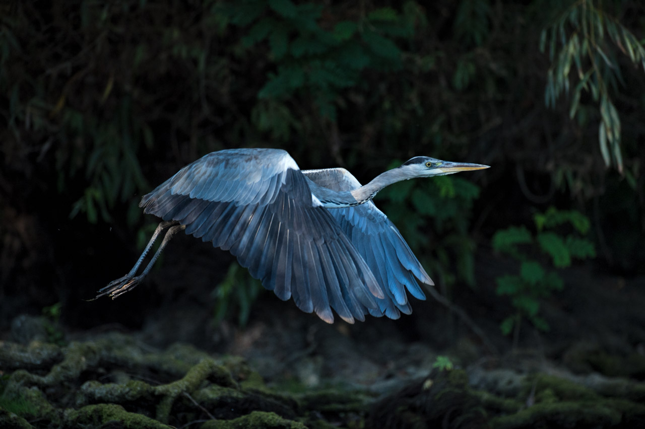 Photo d'un héron cendré dans le Delta du Danube en Roumanie.