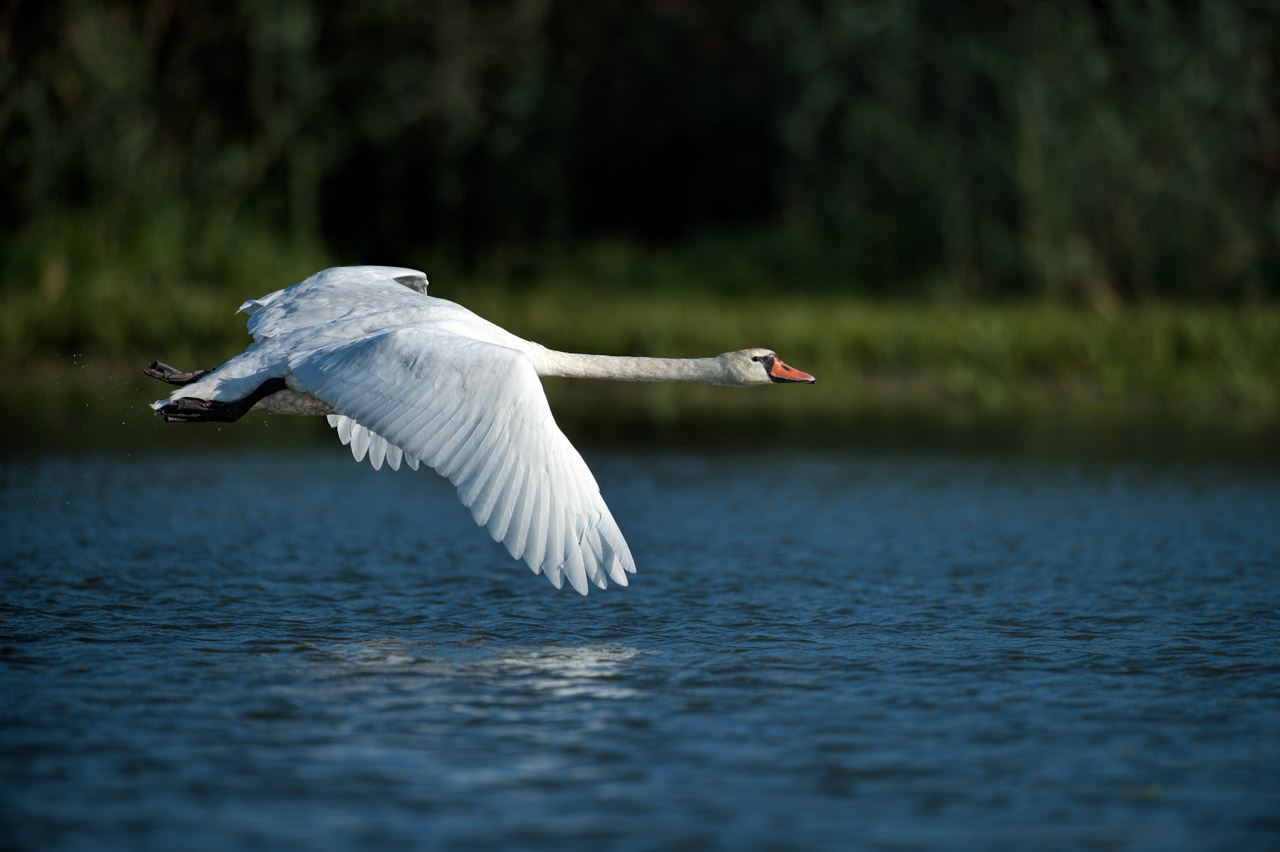 Photo d'un cygne tuberculé dans le Delta du Danube en Roumanie.