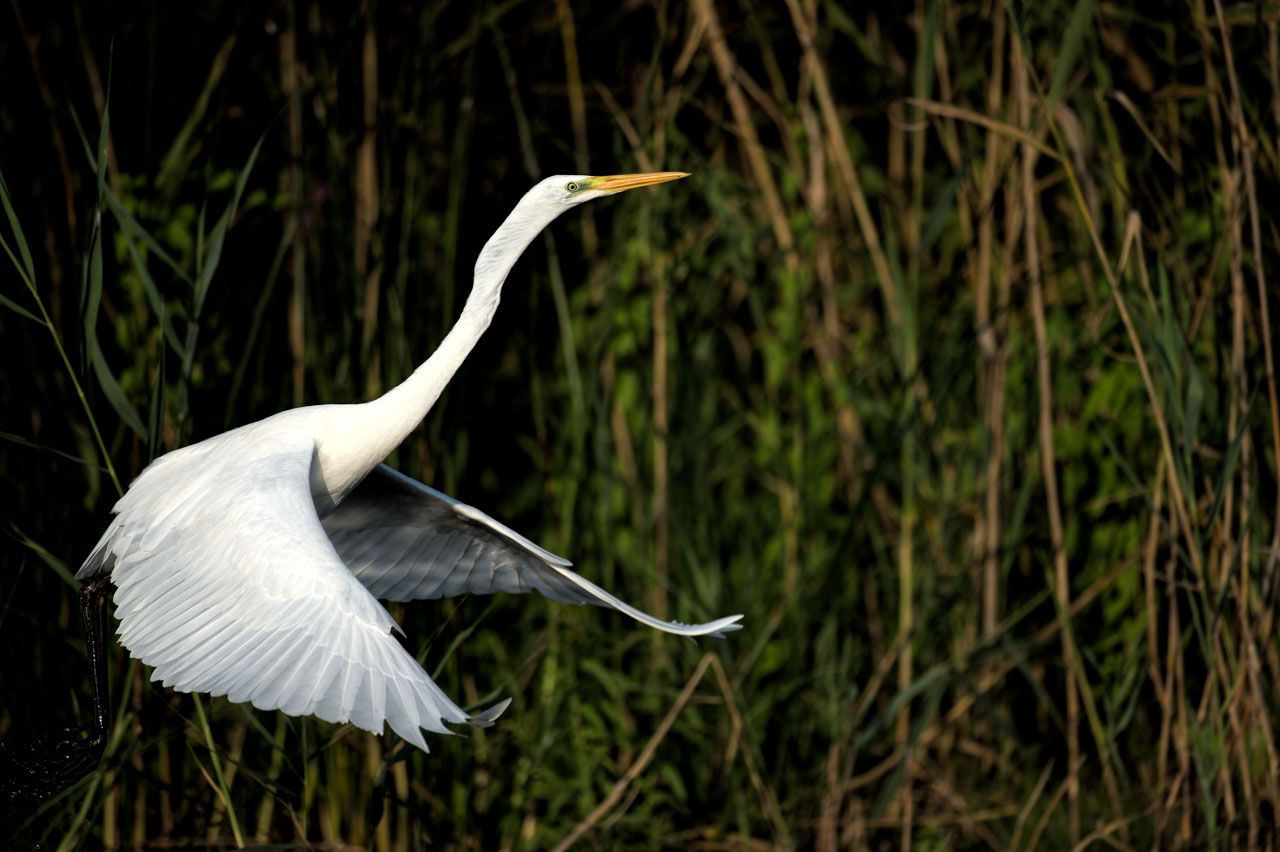 Photo d'une grande aigrette dans le Delta du Danube en Roumanie.