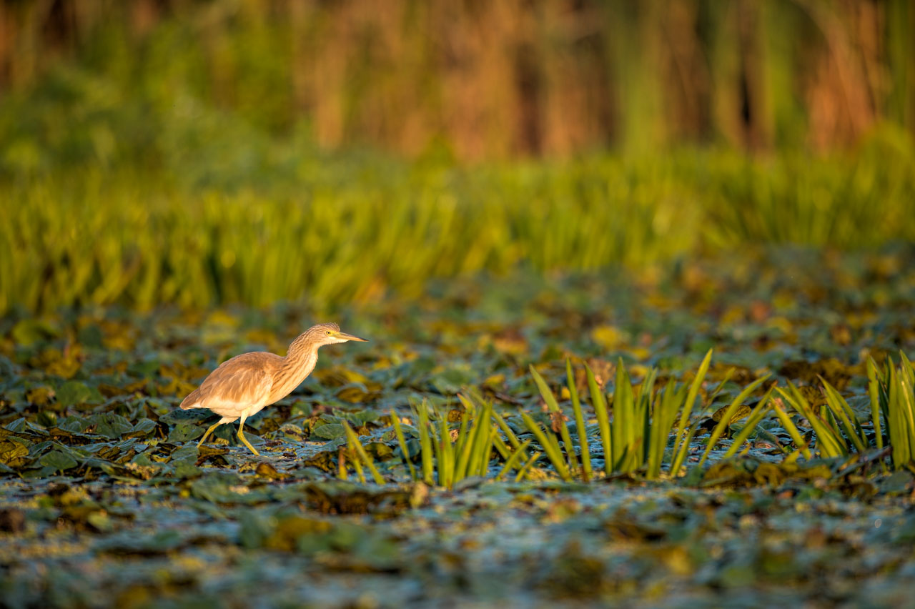 Photo d'un crabier chevelu dans le Delta du Danube en Roumanie.