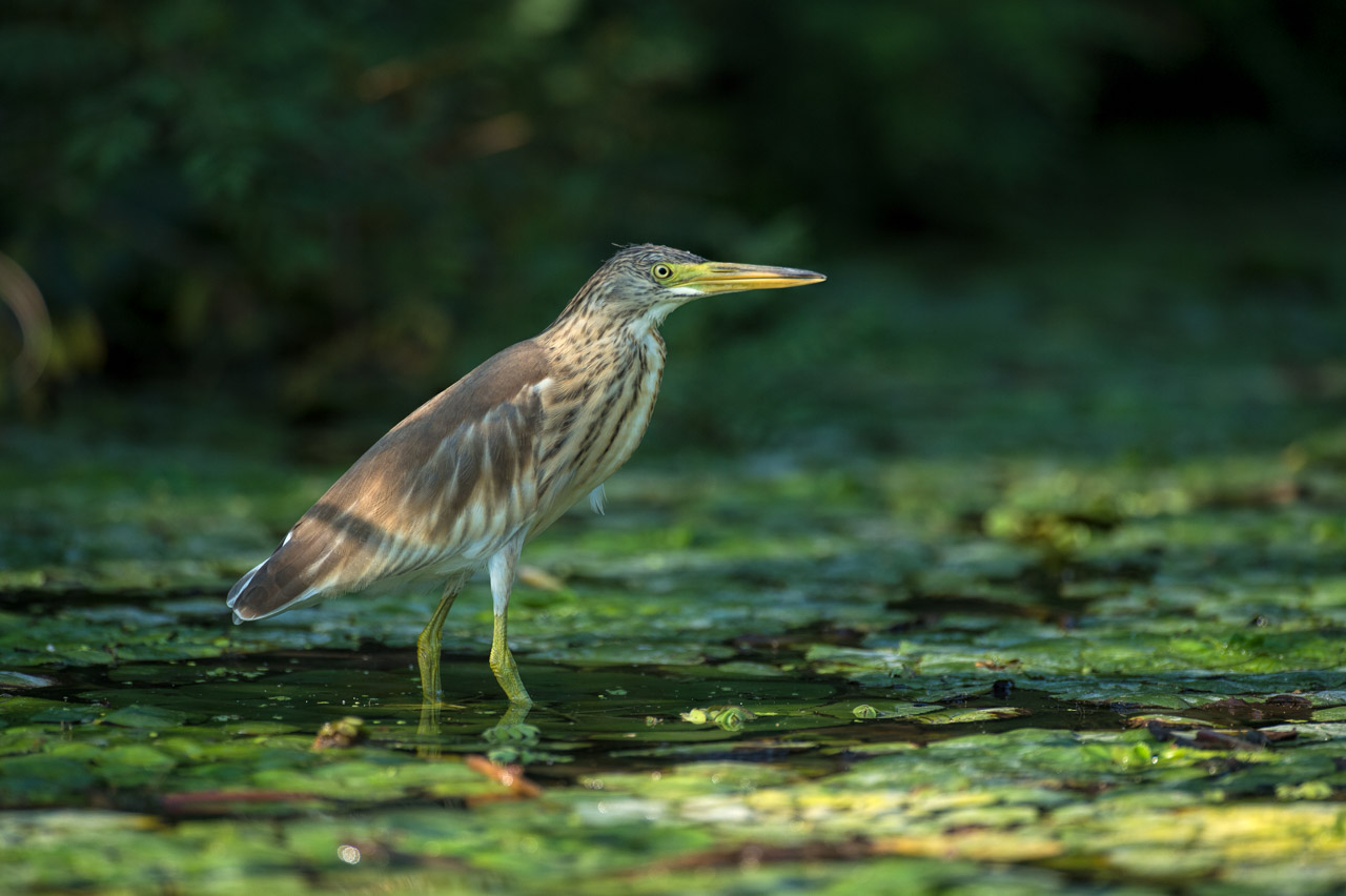 Photo d'un crabier chevelu dans le Delta du Danube en Roumanie.