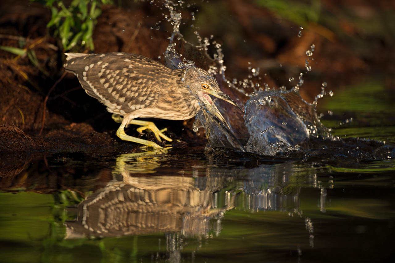 Photo d'un bihoreau juvénile dans le Delta du Danube en Roumanie.
