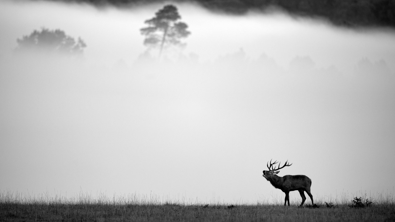 Projet photo brame du cerf. Automne 2016.
