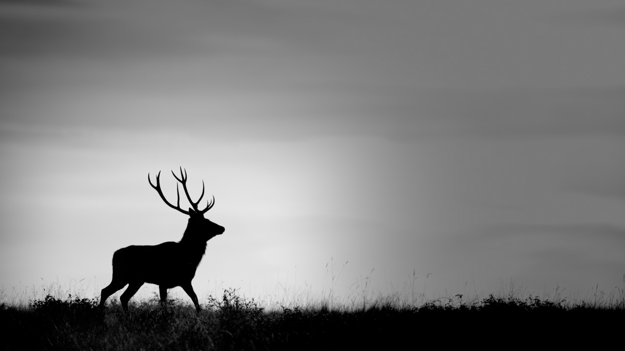 Projet photo brame du cerf. Automne 2016.