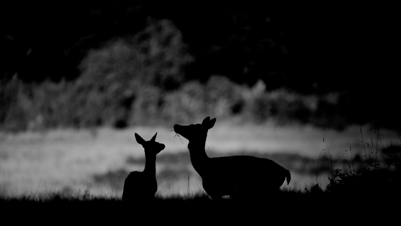 Projet photo brame du cerf. Automne 2016.