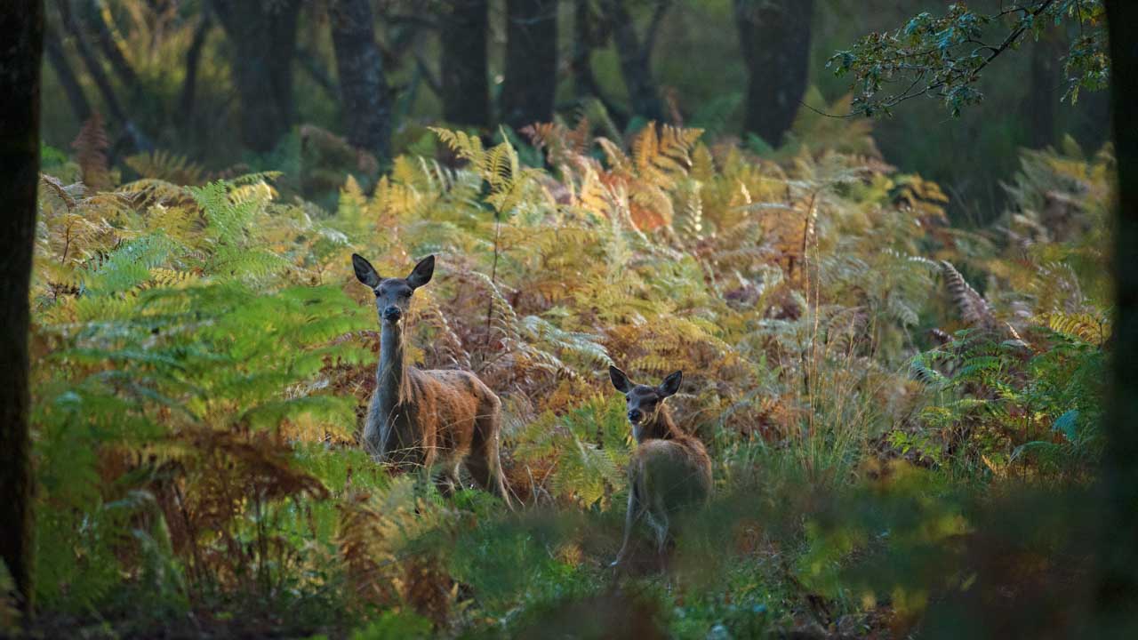 Projet photo brame du cerf. Automne 2016.