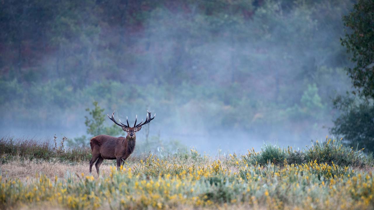 Projet photo brame du cerf. Automne 2016.