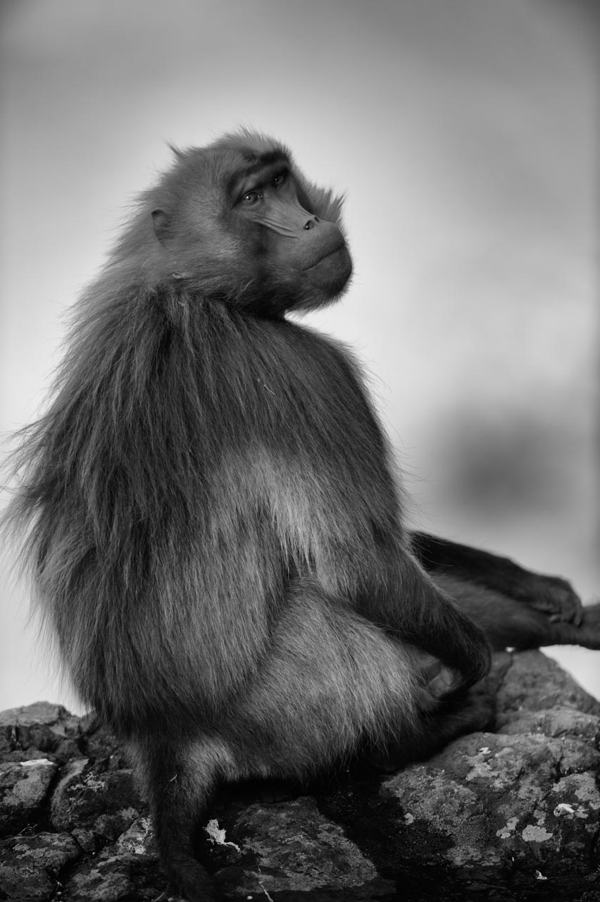 Wildlife photography project in Ethiopia in February 2017: Gelada monkeys, Ethiopian wolves, mountain nyala, wetland birds.