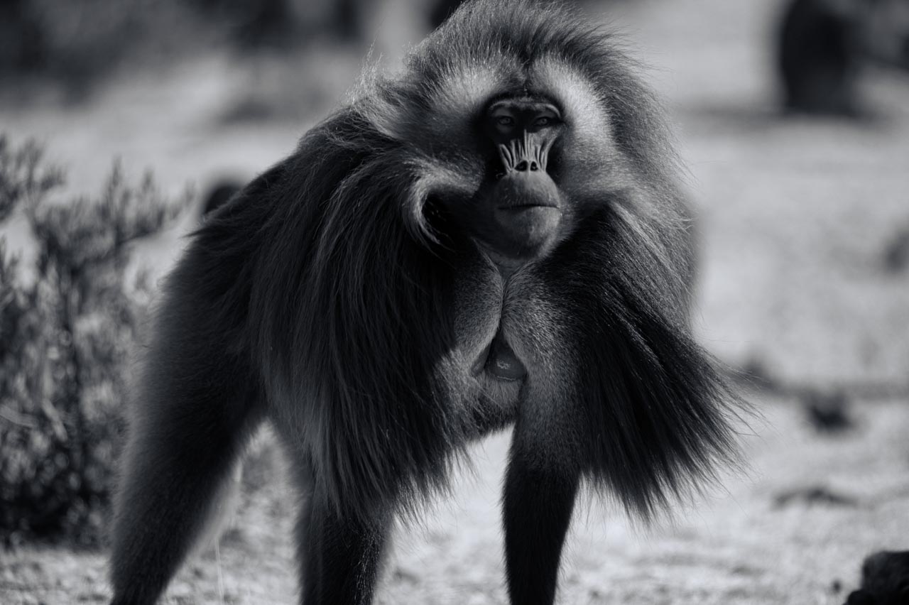 Wildlife photography project in Ethiopia in February 2017: Gelada monkeys, Ethiopian wolves, mountain nyala, wetland birds.