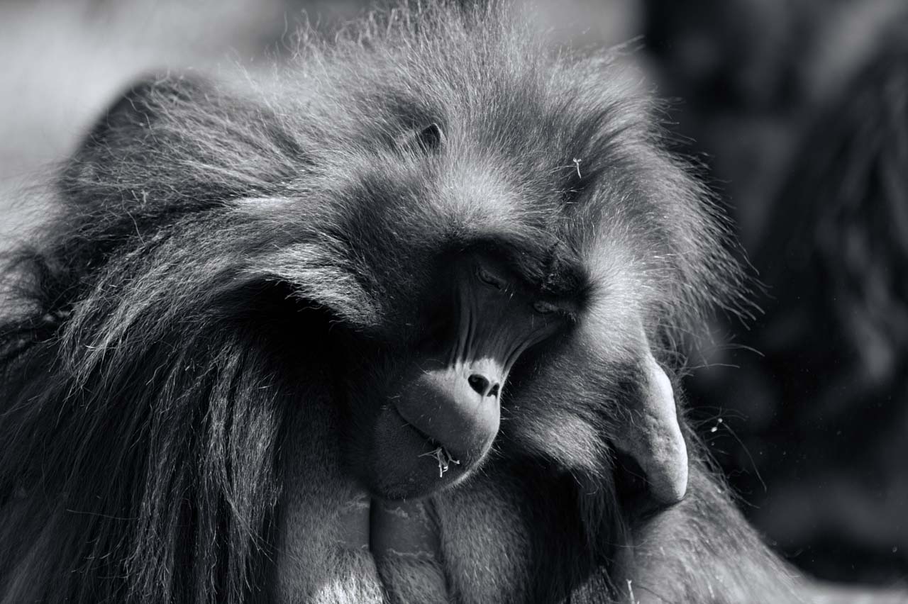 Wildlife photography project in Ethiopia in February 2017: Gelada monkeys, Ethiopian wolves, mountain nyala, wetland birds.