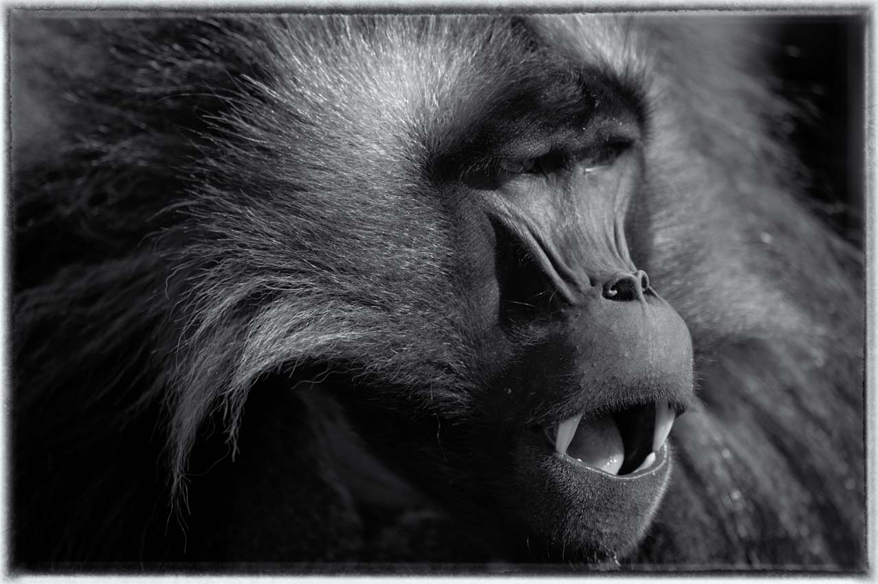 Wildlife photography project in Ethiopia in February 2017: Gelada monkeys, Ethiopian wolves, mountain nyala, wetland birds.