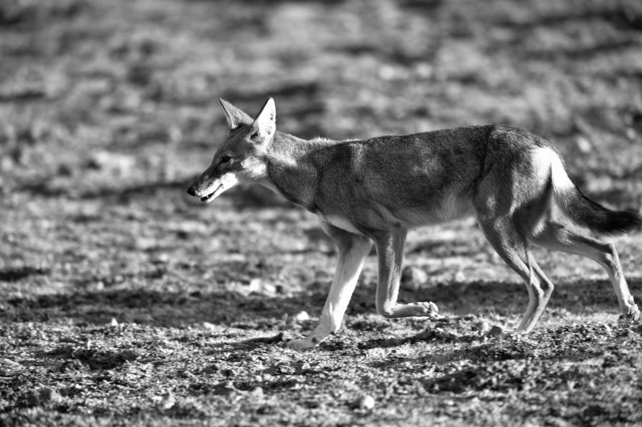 Wildlife photography project in Ethiopia in February 2017: Gelada monkeys, Ethiopian wolves, mountain nyala, wetland birds.