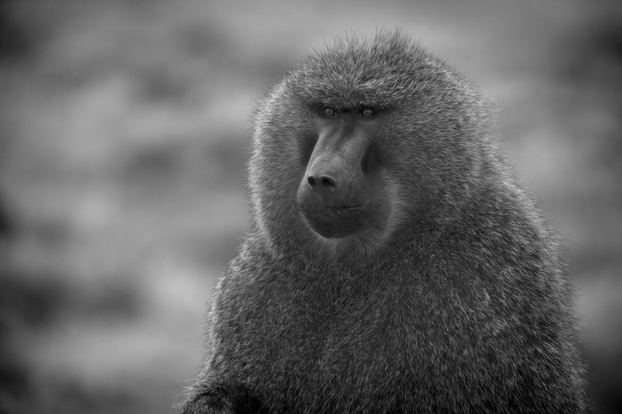 Wildlife photography project in Ethiopia in February 2017: Gelada monkeys, Ethiopian wolves, mountain nyala, wetland birds.