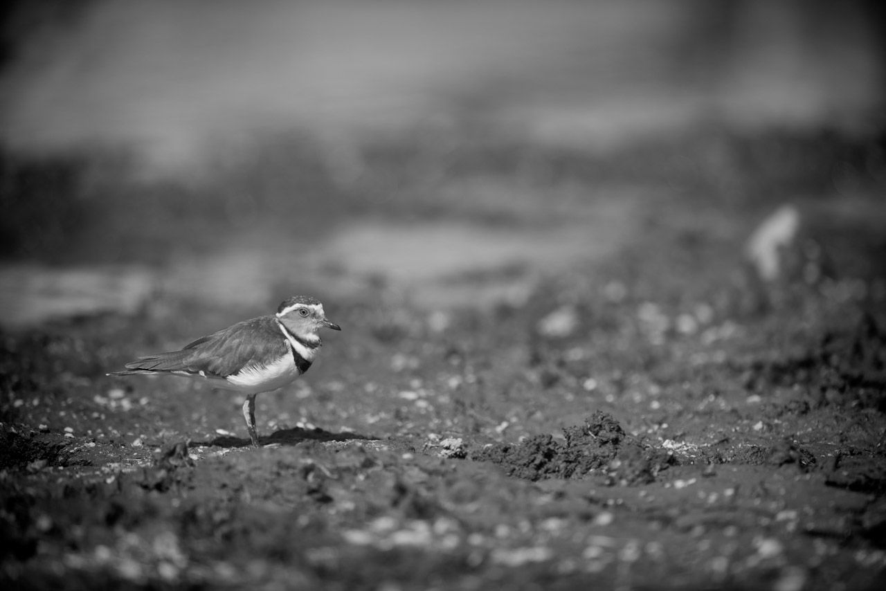 Wildlife photography project in Ethiopia in February 2017: Gelada monkeys, Ethiopian wolves, mountain nyala, wetland birds.