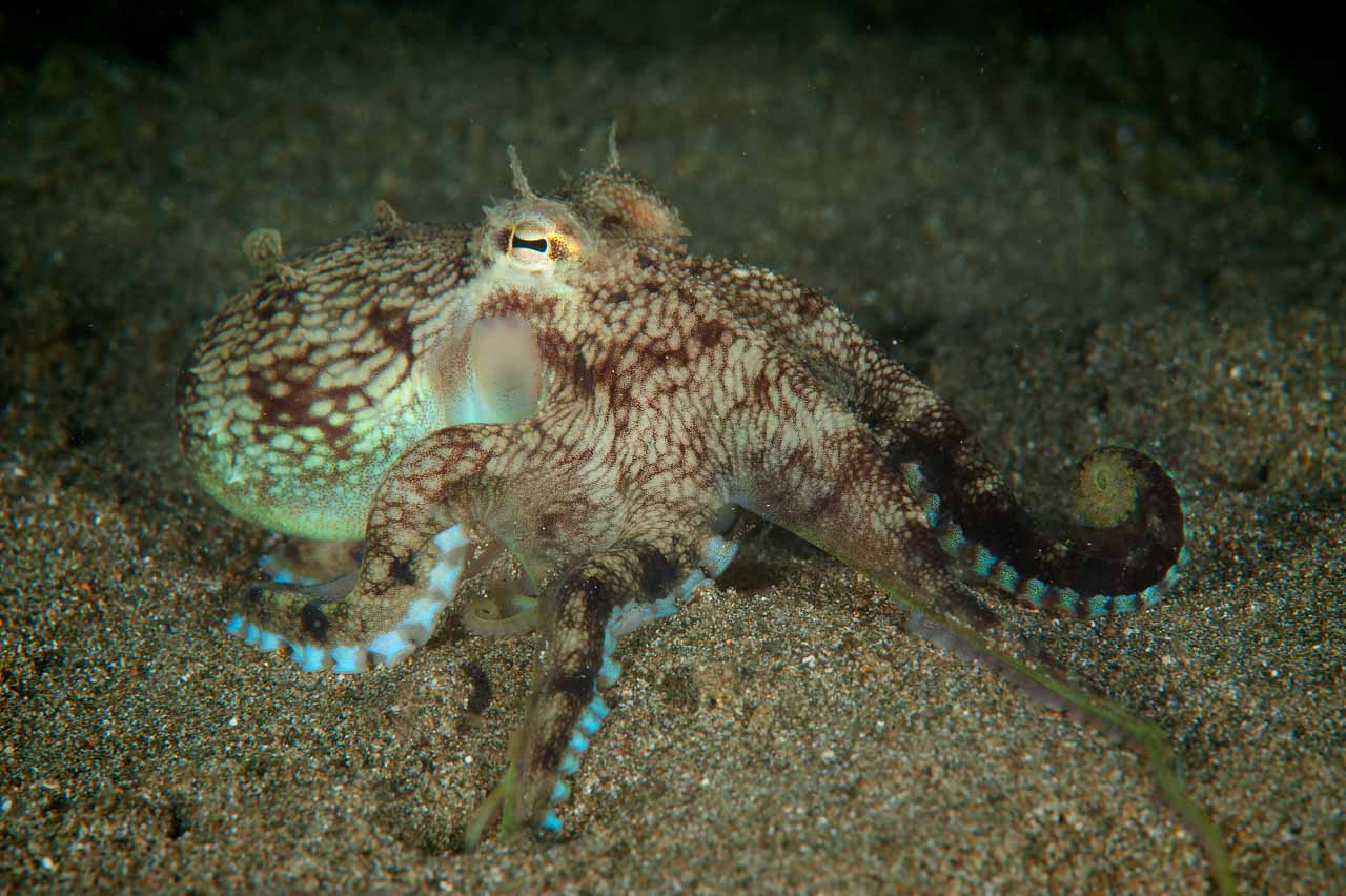 Projet de photo sous-marine aux Philippines à Anilao en mars 2017.