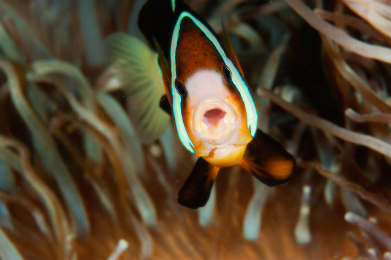 Projet de photo sous-marine aux Philippines à Anilao en mars 2017.
