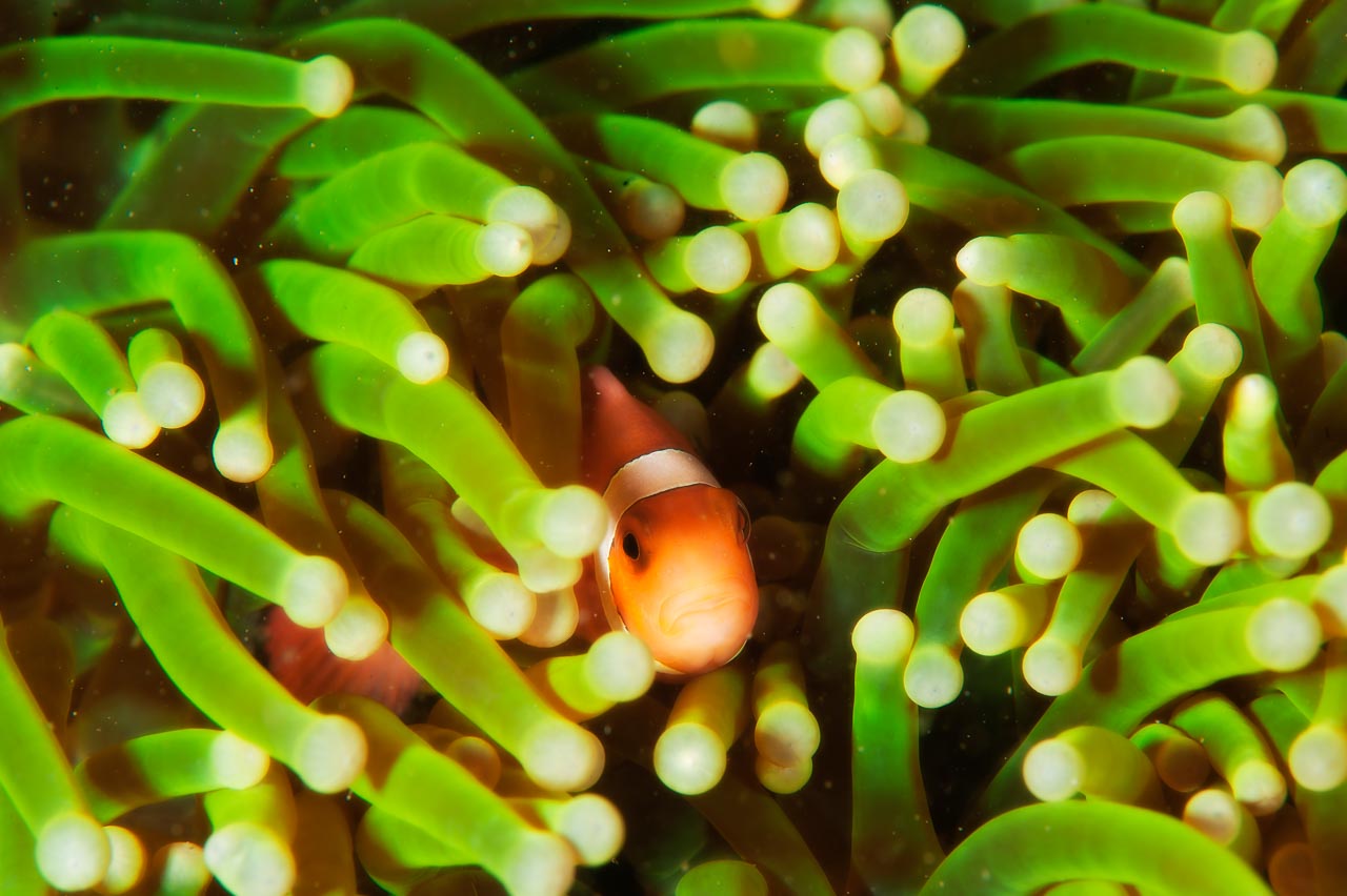 Projet de photo sous-marine aux Philippines à Anilao en mars 2017.