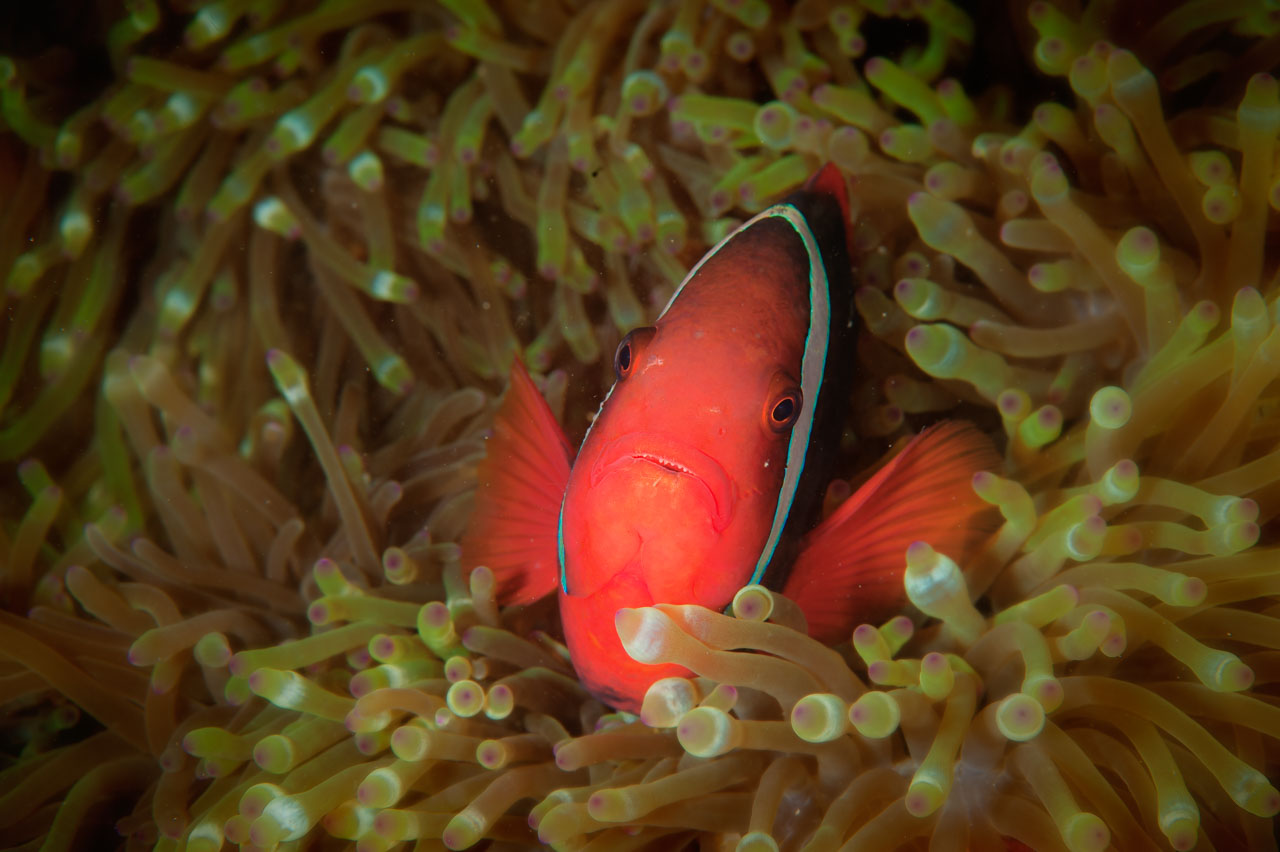 Projet de photo sous-marine aux Philippines à Anilao en mars 2017.