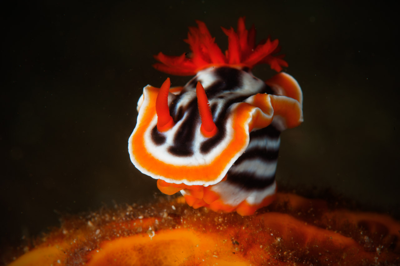 Projet de photo sous-marine aux Philippines à Anilao en mars 2017.