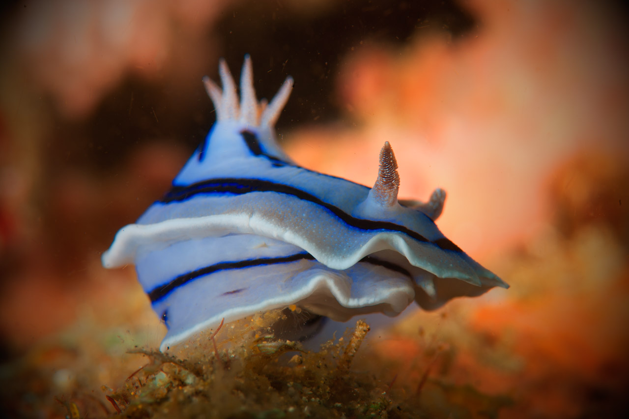 Projet de photo sous-marine aux Philippines à Anilao en mars 2017.