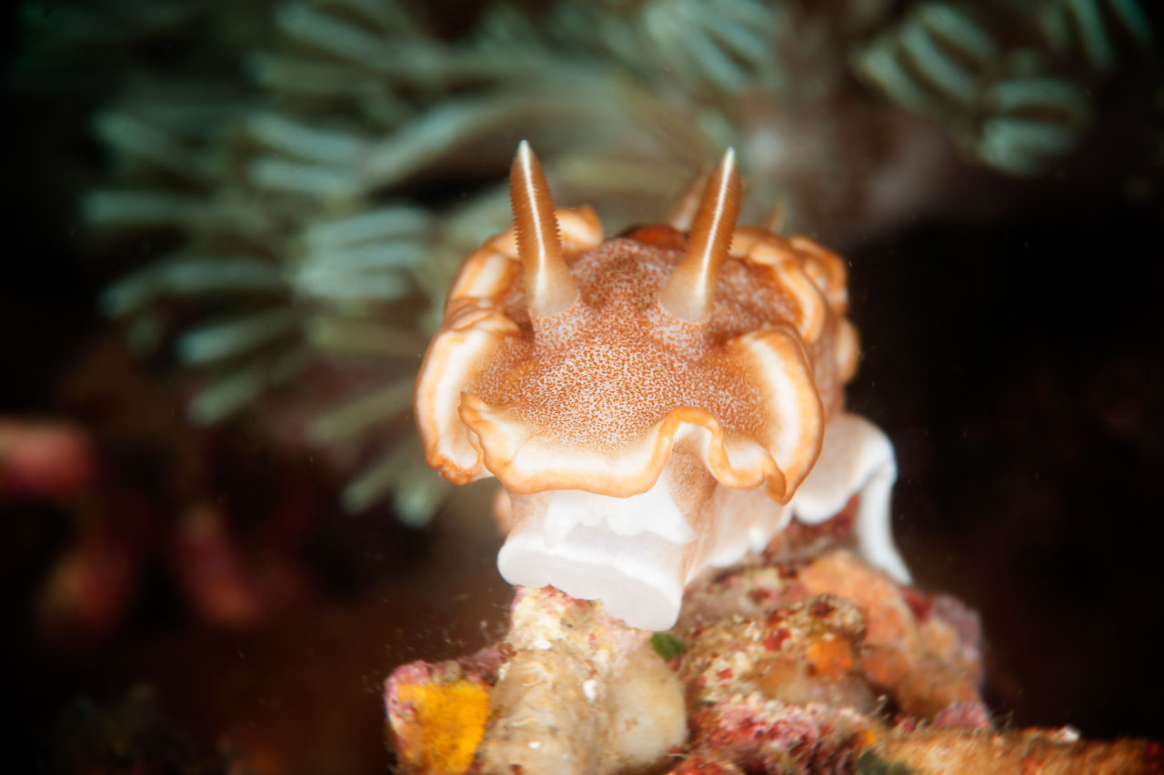 Projet de photo sous-marine aux Philippines à Anilao en mars 2017.