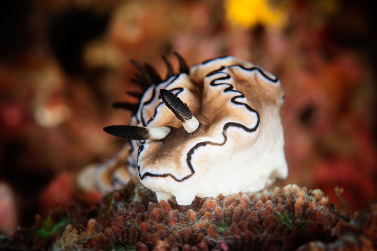 Projet de photo sous-marine aux Philippines à Anilao en mars 2017.