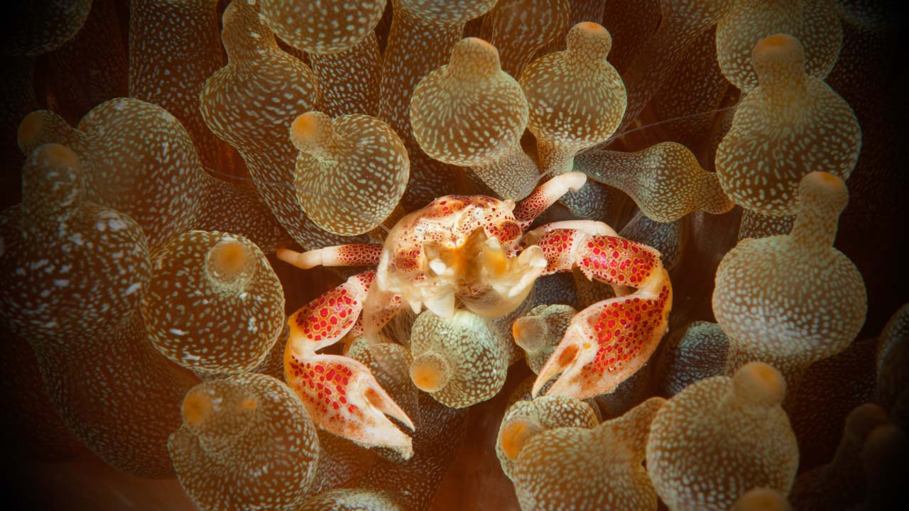 Projet de photo sous-marine aux Philippines à Anilao en mars 2017.