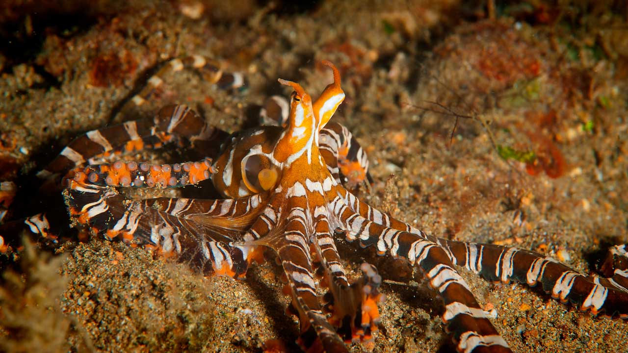Projet de photo sous-marine aux Philippines à Anilao en mars 2017.