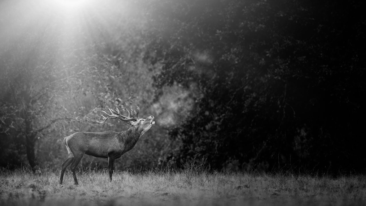 Photo en lowkey d'un cerf en train de bramer.