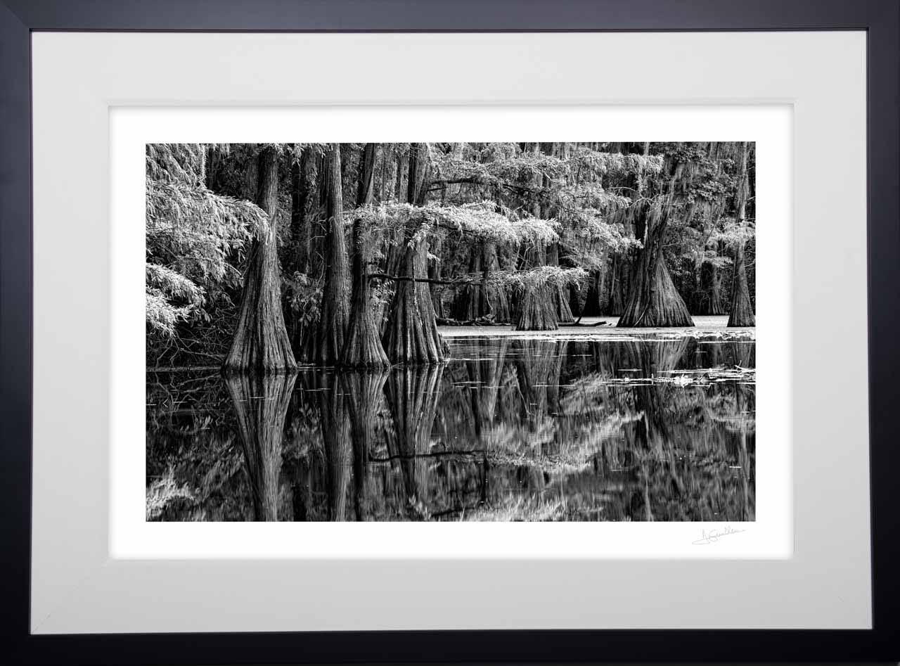 A fine art print framed of the collection 'Caddo Lake in Texas'. Amar Guillen, photographer artist.