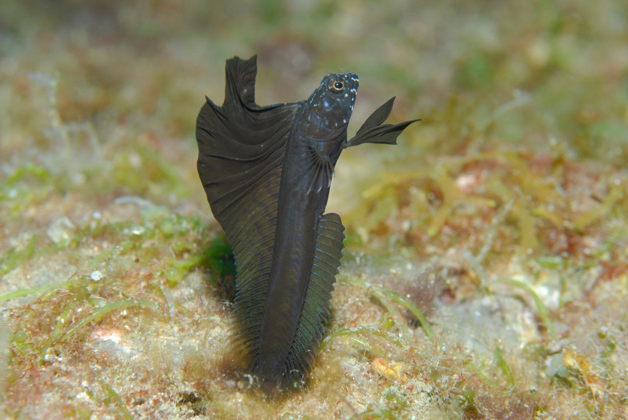 Une blennie voilier dans le Golfe du Mexique au Texas, Etats-Unis.