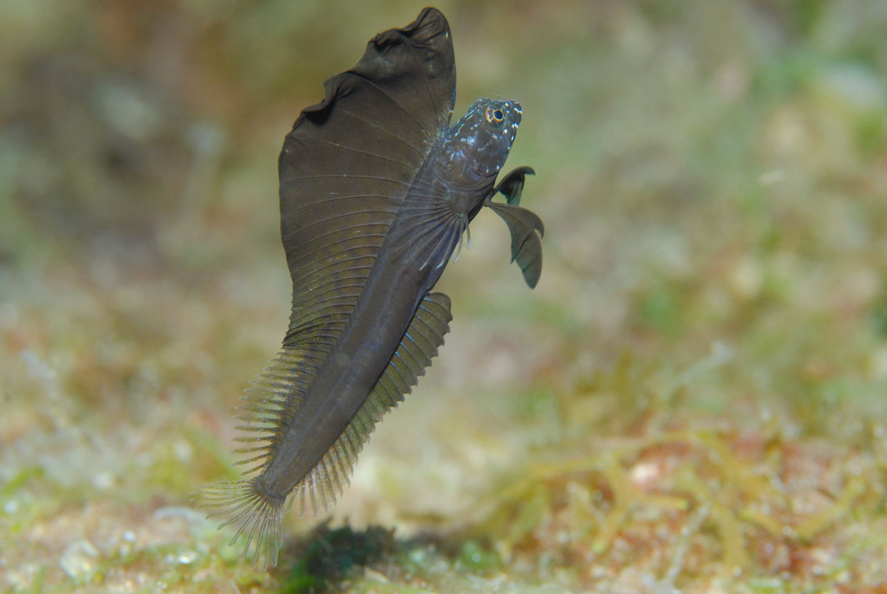 Une blennie voilier dans le Golfe du Mexique au Texas, Etats-Unis.