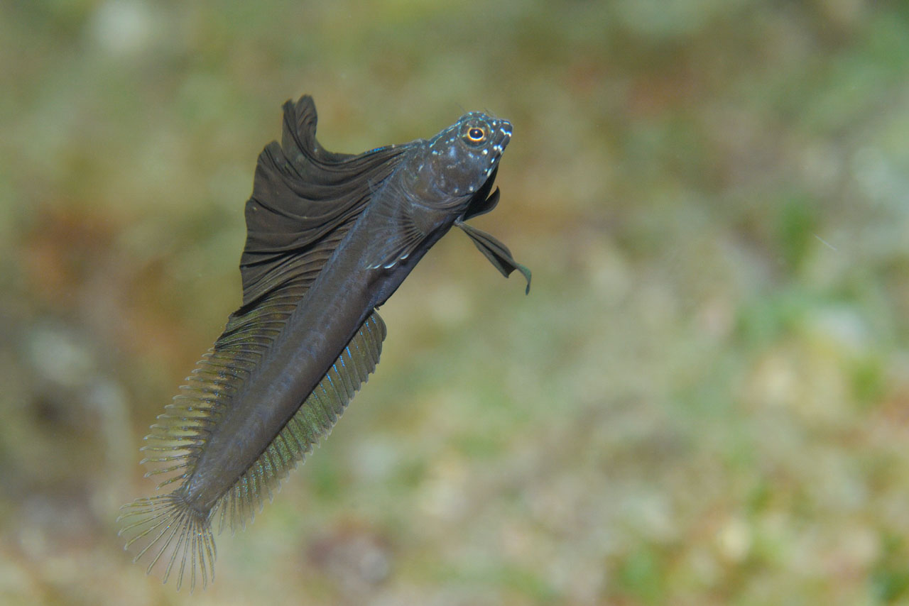 Une blennie voilier dans le Golfe du Mexique au Texas, Etats-Unis.