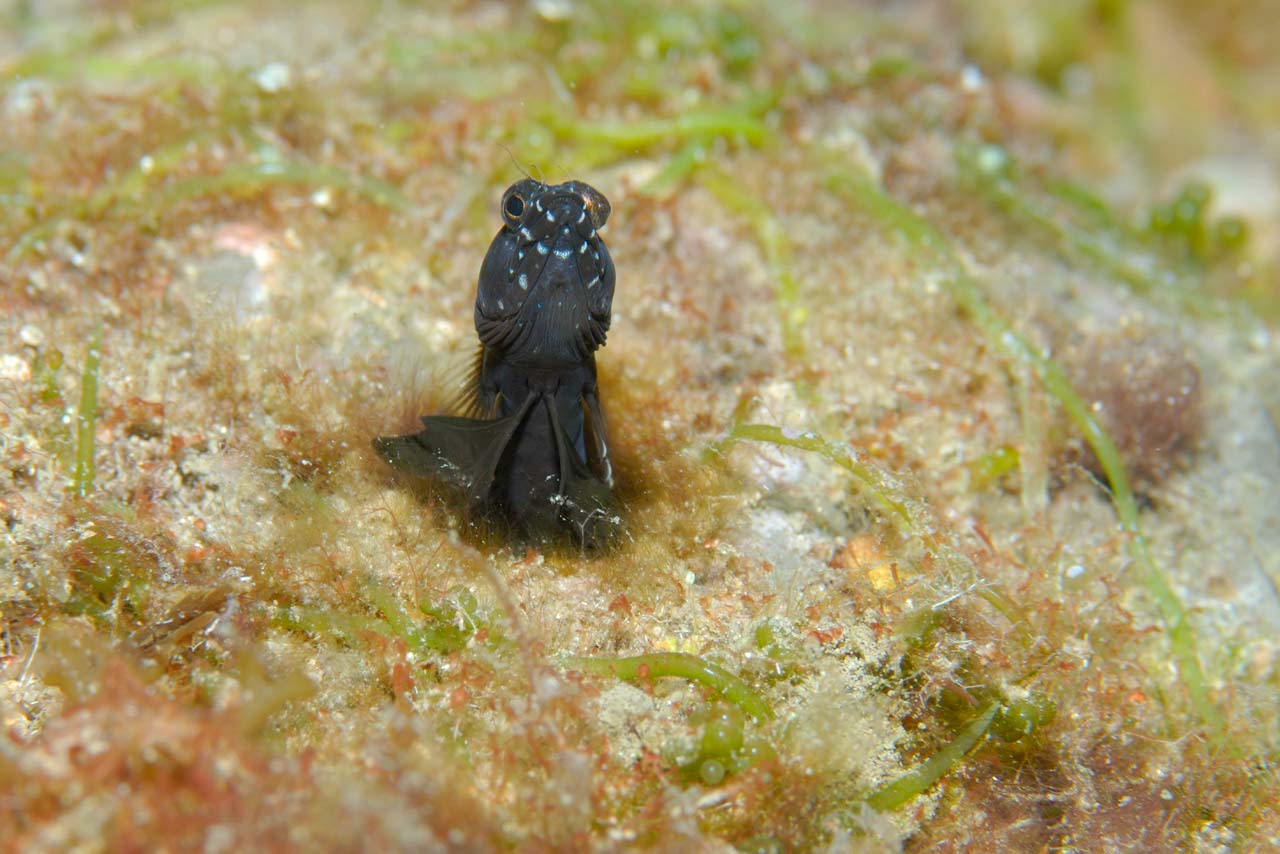 Une blennie voilier dans le Golfe du Mexique au Texas, Etats-Unis.