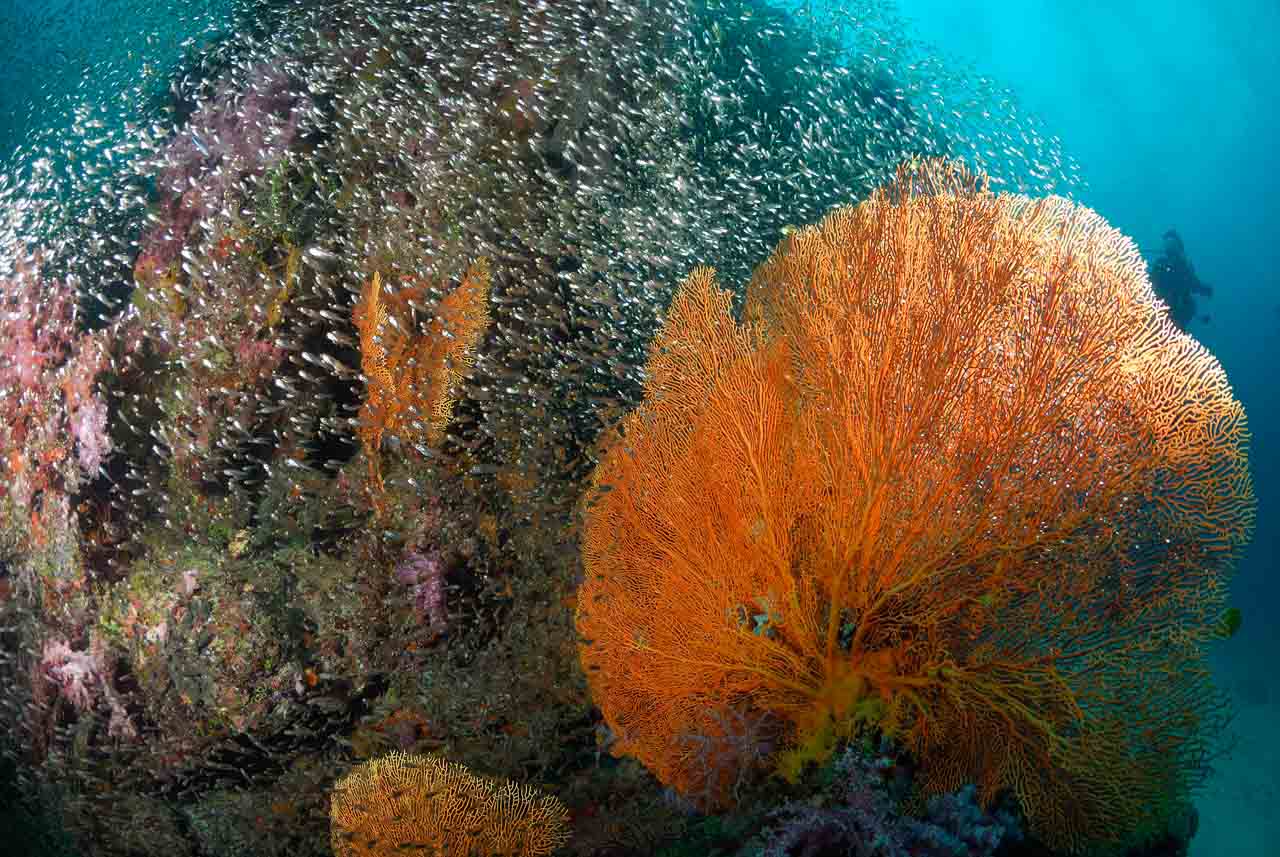 Giant sea fans in Andaman Sea, Thailand