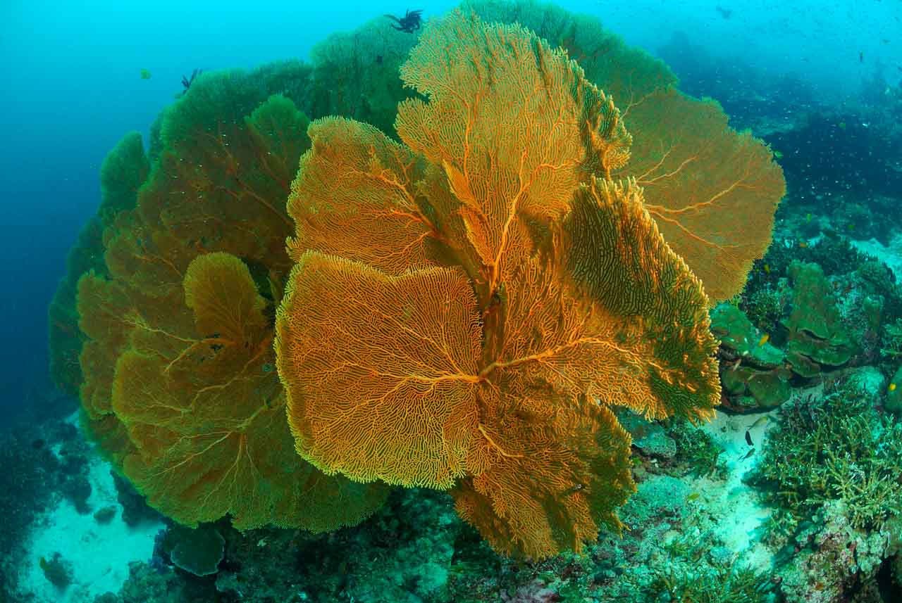 Gorgonnes géantes dans la mer d'Andaman en Thailande.