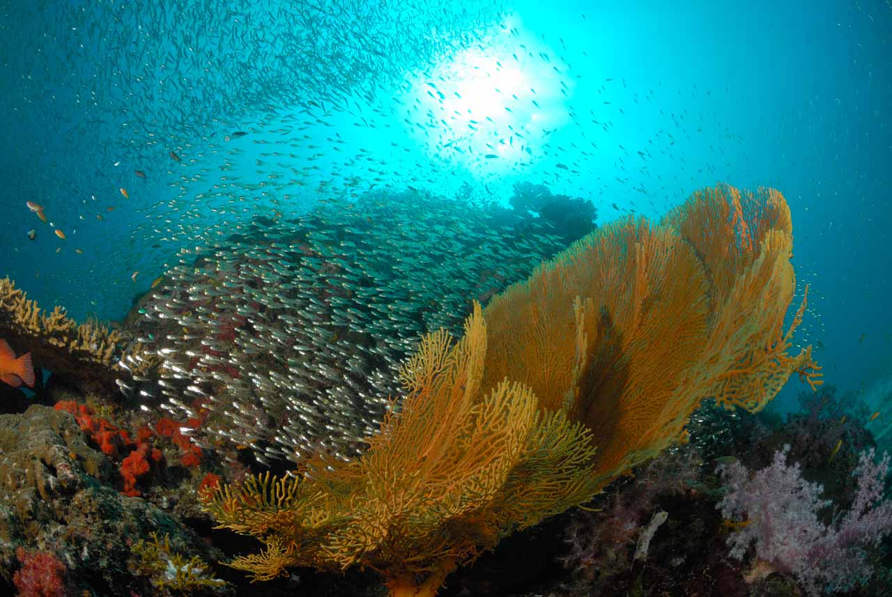 Gorgonnes géantes dans la mer d'Andaman en Thailande.